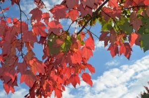 Autumn_Maple