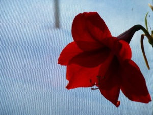 Flower_and_Snow